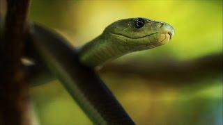 A Black Mamba Baby's First Kill