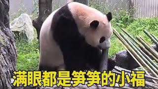 Xiao fu  who was open in the morning  climbed to the pavilion with a flash to show his aunts and au