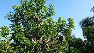 #Arunika mango mother plant ,  Exotica orchids arunika mango Plant-Grafted Call - 9576382000 