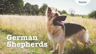 German Shepherd Puppies & Dogs | Breed Facts & Information | Petplan