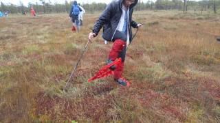 Walking on a bog in Estonia - Meenikunno