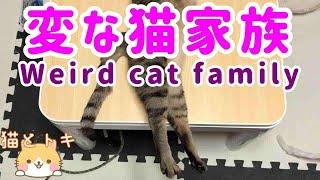 Funny Cat Video / Protective Cat Kijitora / Scottish Fold