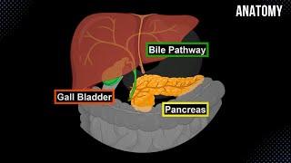 Bile Pathway, Gall Bladder & Pancreas - Anatomy