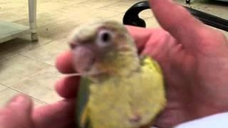 Zazu - Green Cheek Conure