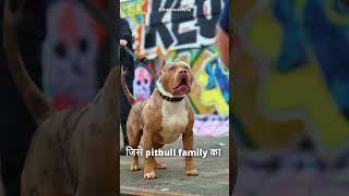 Top 5 Best Pitbull Dog Breeds