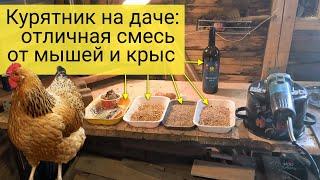 Как я избавляюсь от грызунов (крыс и мышей) в курятнике