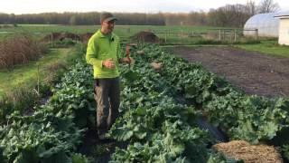 How to Grow Rhubarb