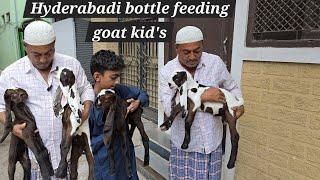 hyderabadi bottle feeding goat kids available in Hyd | 3 bachcha wali hyderabadi bakri | Nasi goat's