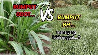 "RUMPUT ODOT  VS RUMPUT BH (brachiaria humidicola),