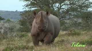 How To Stop A Charging Black Rhino 