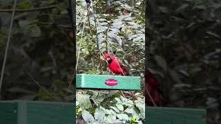 Good Morning  #goodmorning #cardinal #birds #naturevlogs #atomicdragonfly #nature