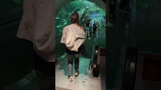 Entering the Shark Tank