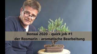 Bonsai 2020-35 - quick job #1 - Rosmarin - Rosmarinus - aromatische Bearbeitung