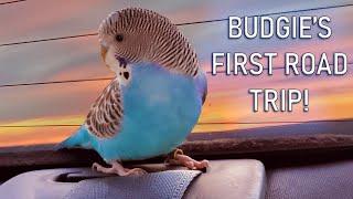 My Budgie's First Road Trip!!