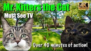 Mr. Kitters the Cat  Must See TV! Over 40 minutes of action! 