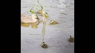 Mother duck teaching her ducklings how to jump