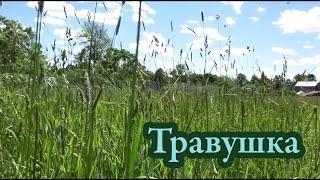 Павел Чернышов и Helga Black - Травушка (Мельница cover)