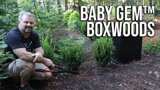 Baby Gem™ Boxwoods in 2 Minutes - I Have Over 50