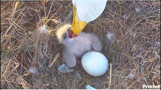 SWFL Eagles ~ Amazing M15 Gives First Feeding To E24  Peep Peep Ready To Eat! Tumbles Over 12.15.24