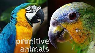 Documentary about wildlife macaws and parrots