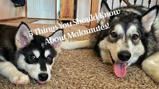 What it’s like living with a Malamute and 5 things you should know about them!