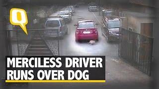 The Quint: Merciless Driver Runs Over Dog; Case Filed Under Animal Cruelty