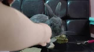 토끼 먹이주기 rabbit eating