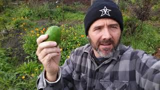 feijoa -- one of the best fruits most people haven't heard of