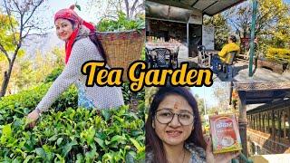 चाय बागान  || Beautiful Tea  Garden  ||Kausani || Uttarakhand #neeluvlogs#youtubevideo#trending#uk