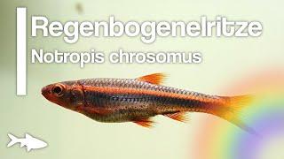 Aquarium-/Teichbewohner im Porträt: Regenbogenelritze -Notropis chrosomus- |FISCHMEDIA|