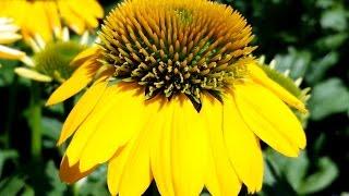 Best Perennials - Echinacea Sombrero™ Lemon Yellow (Coneflower)