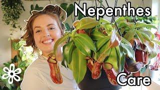 Nepenthes care tips | How I care for these carnivorous plants indoors