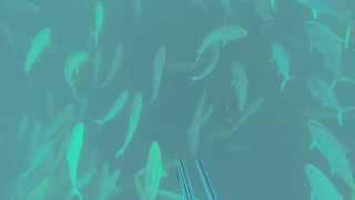 BIG Cobia