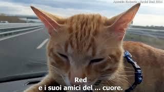 Red e i suoi amici del cuore - Gatti e cani ... pelosetti Angeli Custodi - @theoptimistprod