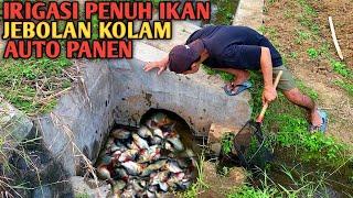 GEMETAR!!! Ratusan Ikan Bawal Jebolam Kolam Siapa Ini Penuhi Pintu Irigasi