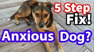 5 EASY Ways to BUILD CONFIDENCE in a Fearful & Nervous Dog