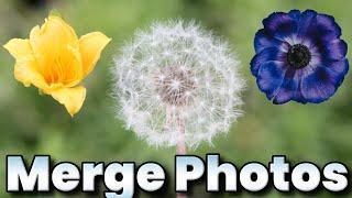 How To Merge Photos in PhotoScape X