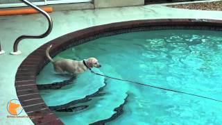 Swimming training and confidence building in the water - FINE-TUNED CANINES, Naples, FL dog training