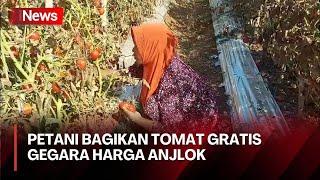 Harga Anjlok! Petani di Situbondo Bagikan Tomat Gratis ke Masyarakat