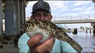 Toadie Tempura {Catch, Clean, Cook} Checkered Puffer Tasty Tuesday