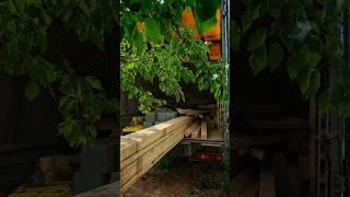 Стройка на даче? Что будет, уже узнаете в новом видео#дача