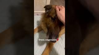 Джерри #немецкаяовчарка #домашниепитомцы #зоопсихолог #деревенскаяжизнь #преданность #любовь #дом