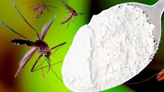 Mosquitoes disappear in just 1 minute forever! The best free organic recipes!