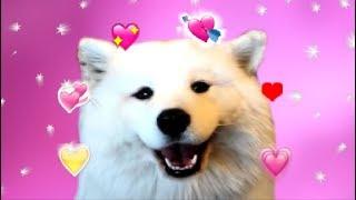 Precious Shoob