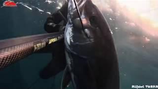 Akya avı - Amberjack hunting