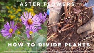 How to divide Aster Flowers