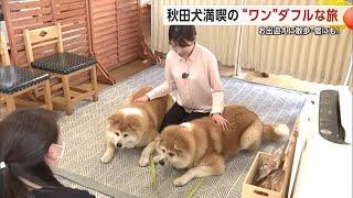 Enjoy a ‘Paw-some’ Trip with Akita Dogs: Welcoming Walks, Interactions at the Inn, and More! ｜JAPAN