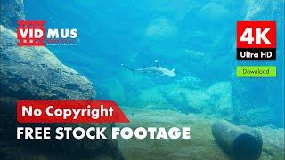 4K Ocean Underwater, Shark | No Copyright | Free Stock Footage