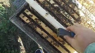 Пасека 19 апреля ставим вощину куда когда
