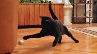 Funny Energetic Playful Cat